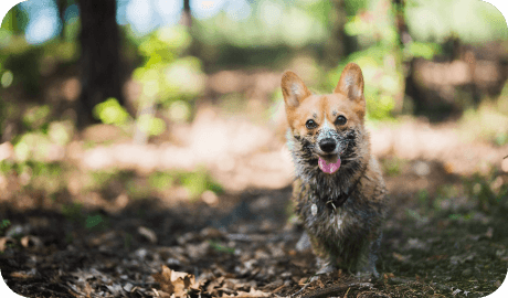happy dog covered with mud