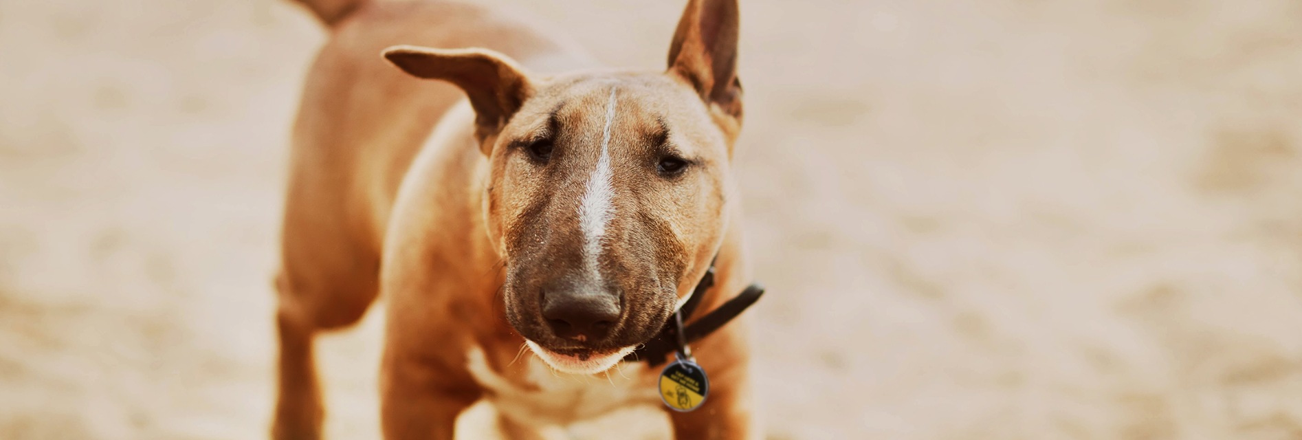 bull terrier with pet tap tag