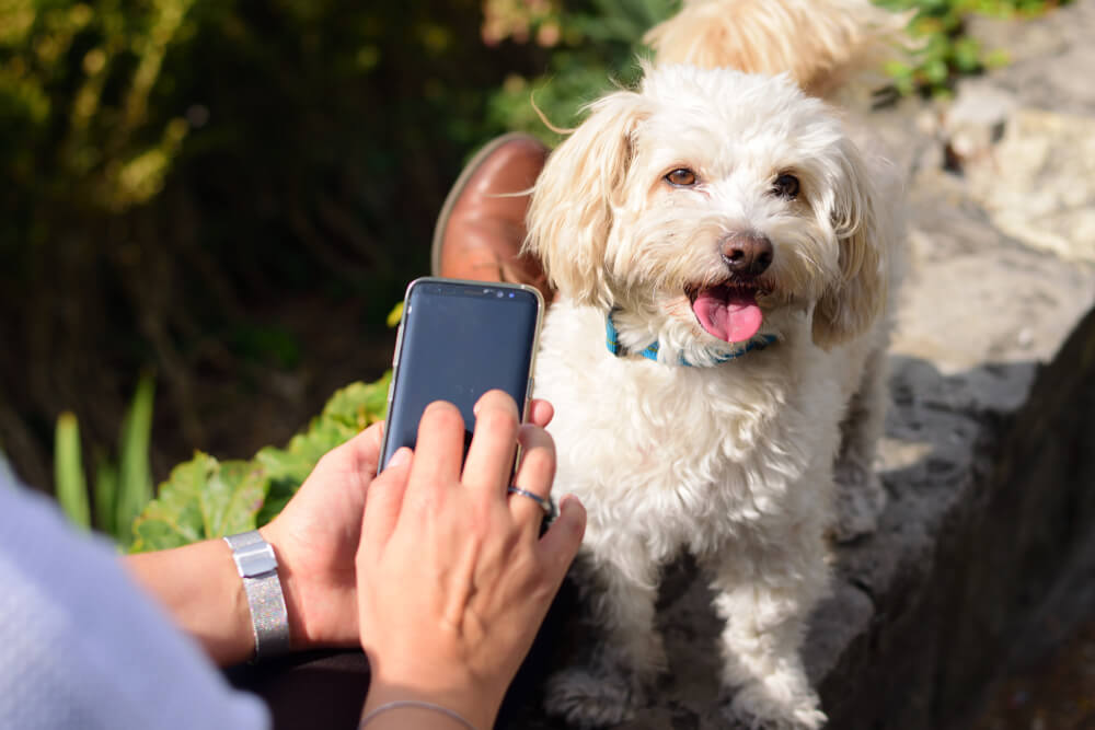 Close-up of a dog and woman's hands holding a smartphone.