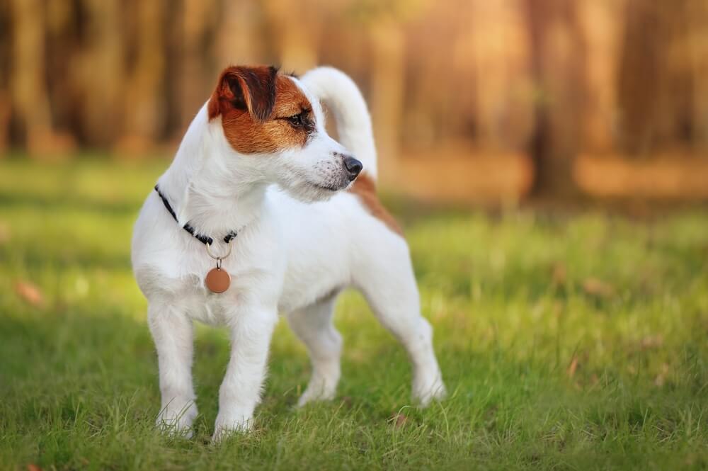 Jack Russel terrier puppy standing at the lawn looking to the side.