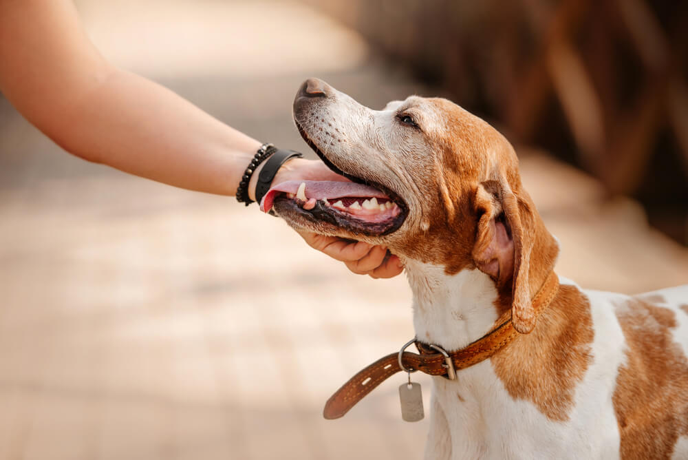 Close-up of a dog and a man's hands.