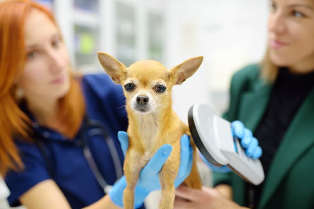 Veterinarian checks microchip implant using scanner device under the skin of little chihuahua dog.