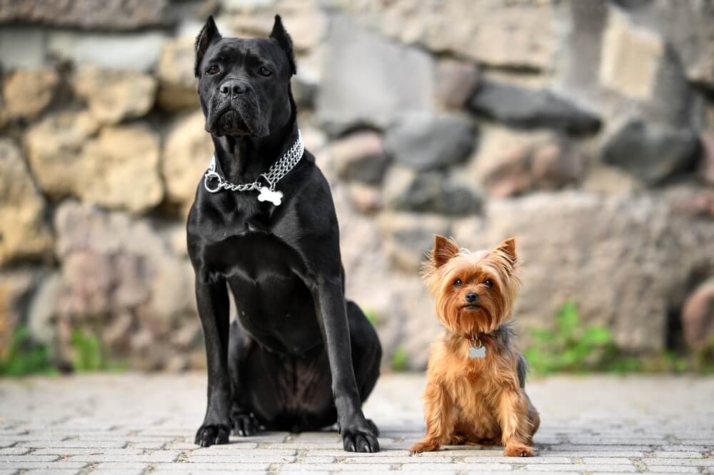 Two dogs with collars and id tags posing.