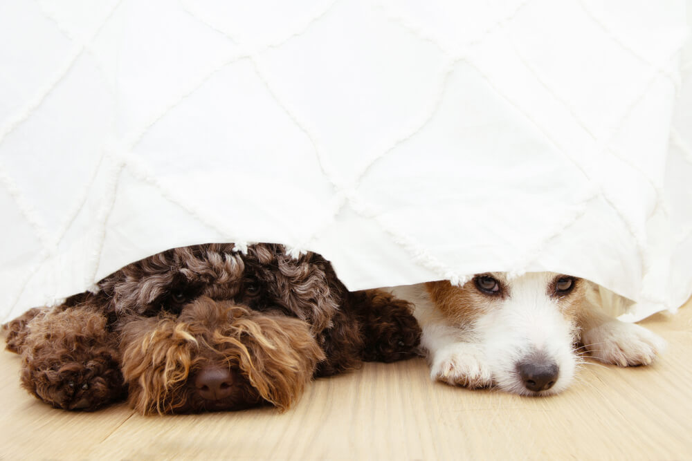 Two scared dogs below a curtain because of fireworks, thunderstorms, loud noises, or separation anxiety.