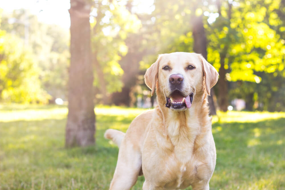 Smiling Labrador dog in the city park.