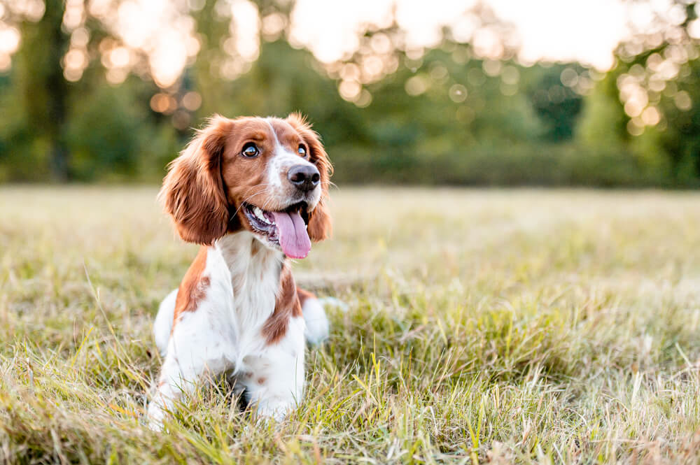 Adorable Welsh Springer Spaniel dog.