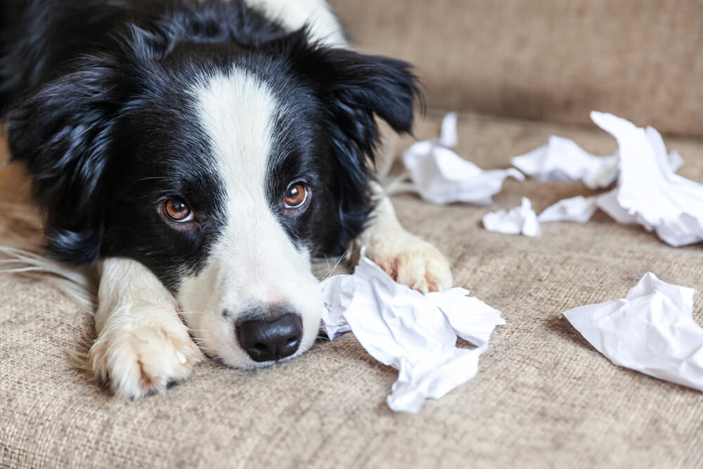 Border Collie puppy with sad guilty look.