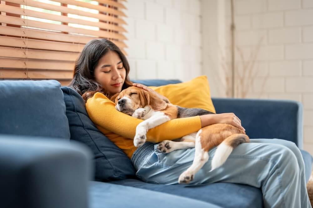 Adorable Beagle dog puppy sleeping on young female owner's shoulder.