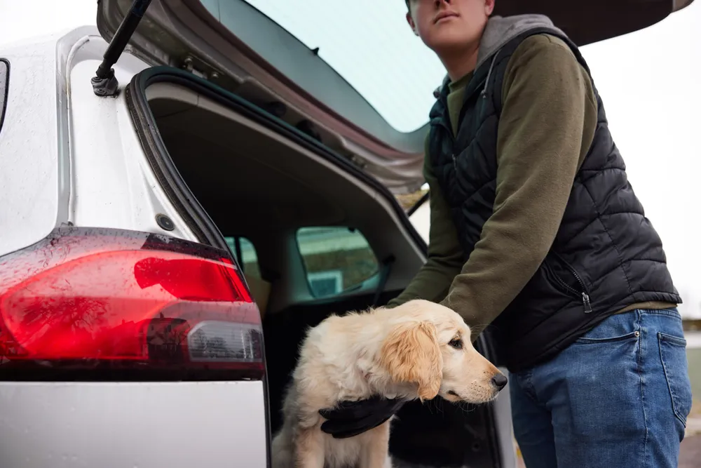 Dog Theft | The Pet Tap