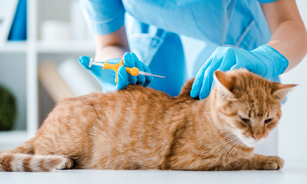 a person in blue medical scrubs and blue gloves giving an injection to an orange tabby cat lying on a white surface | The Pet Tap