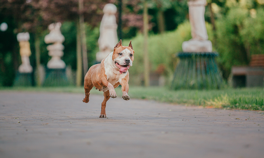 A dog joyfully running along a paved path | The Pet Tap