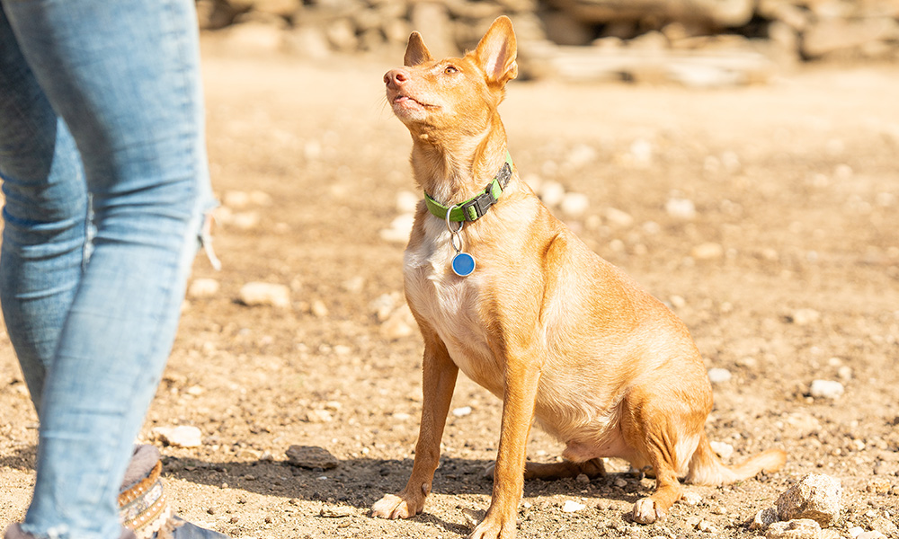 A dog sitting on the ground beside a person | The Pet Tap