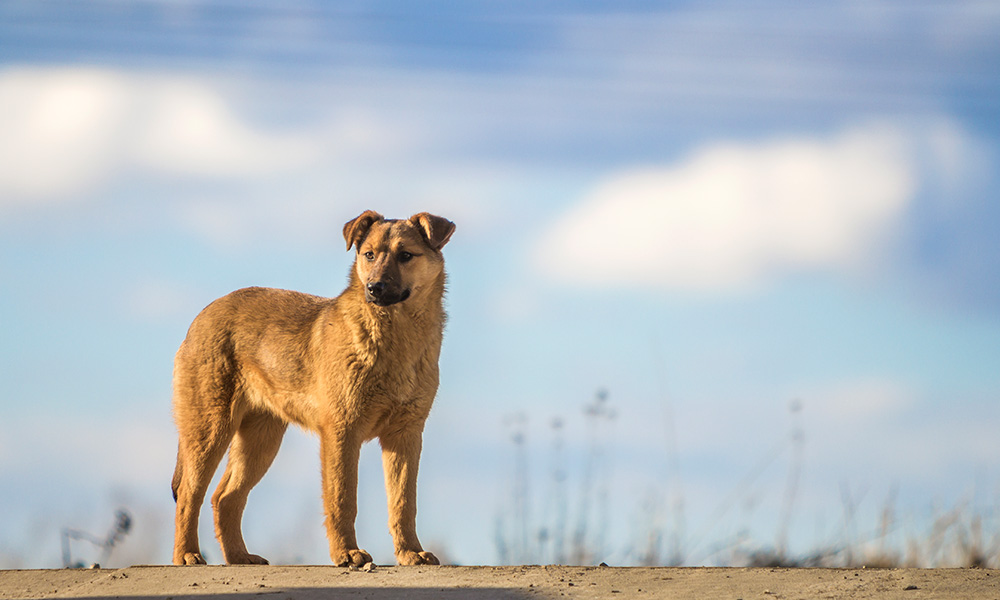 A dog stands on a dirt road gazing intently at something in the distance | The Pet Tap