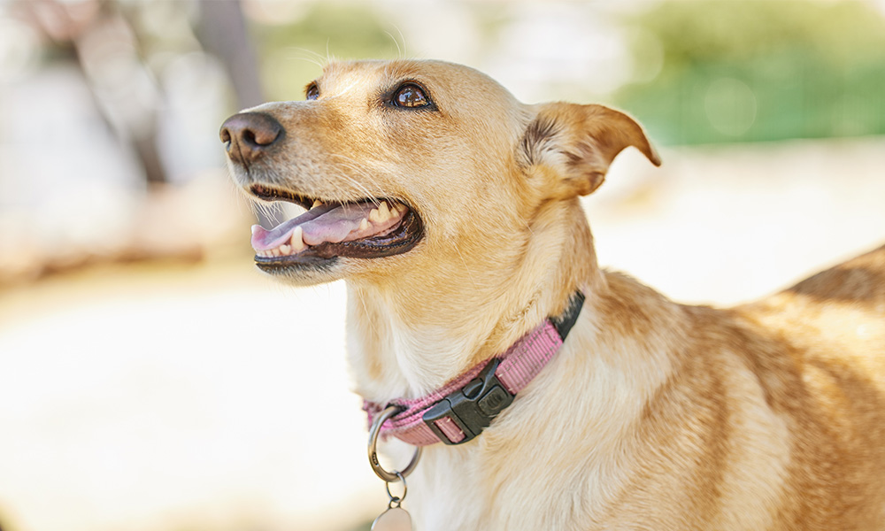 A dog with a pink collar gazes upward showcasing its attentive expression and playful demeanor | The Pet Tap