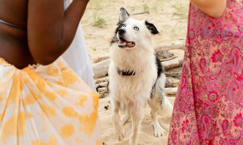 A happy dog running on the sandy beach | The Pet Tap