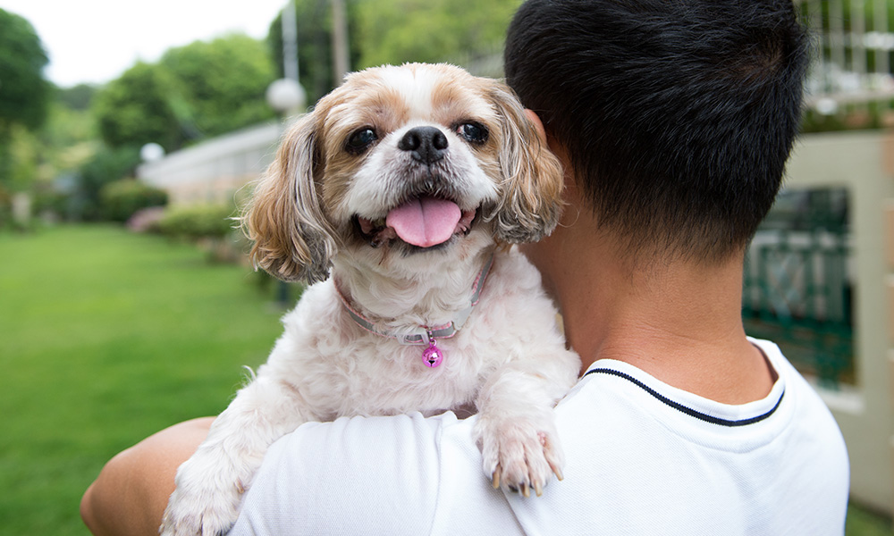 A man cradles a small dog in his arms | The Pet Tap