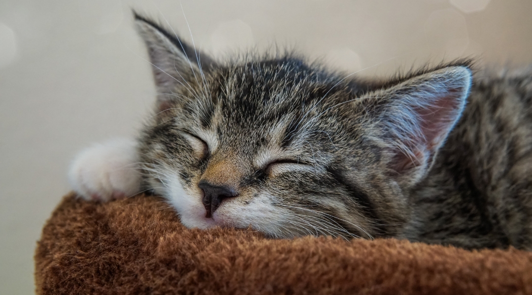 A small kitten napping on a warm brown blanket surrounded by softness | The Pet Tap