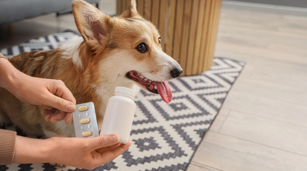 A person holds a pill bottle while a dog sits on the floor beside them | The Pet Tap