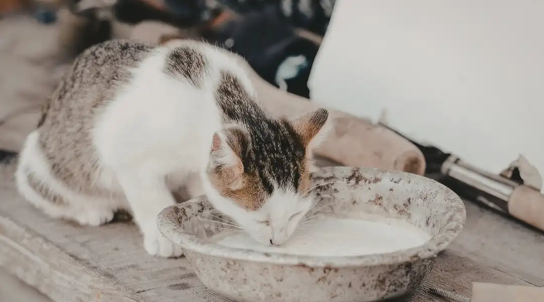 Calico cat drinking milk from a weathered bowl on a dusty floor outdoors or in a workshop.