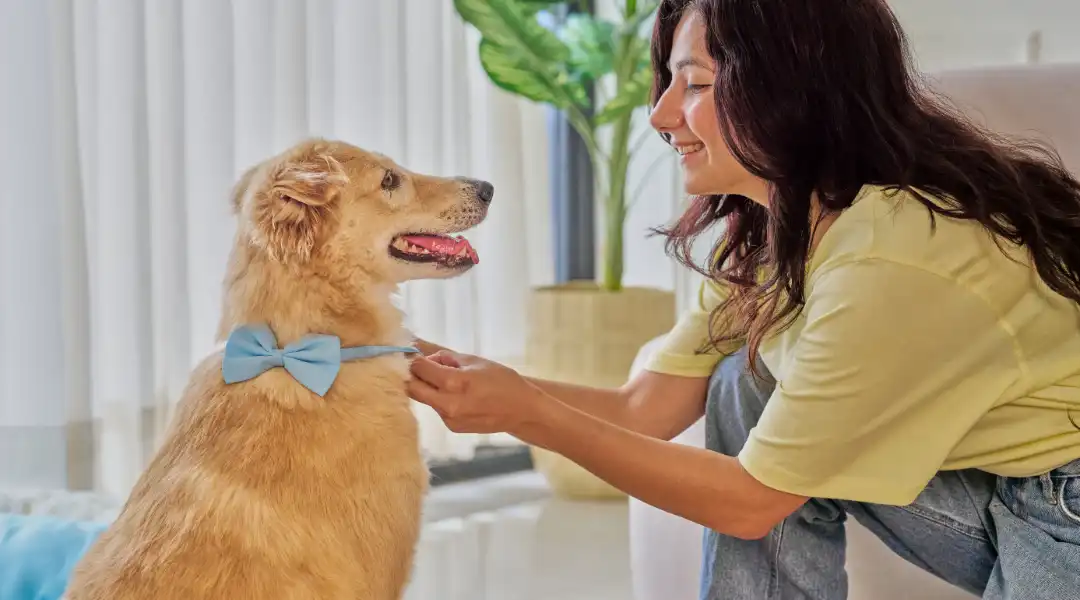 Woman kneeling indoors, adjusting a light-blue bow tie on a golden retriever who sits and smiles at her.