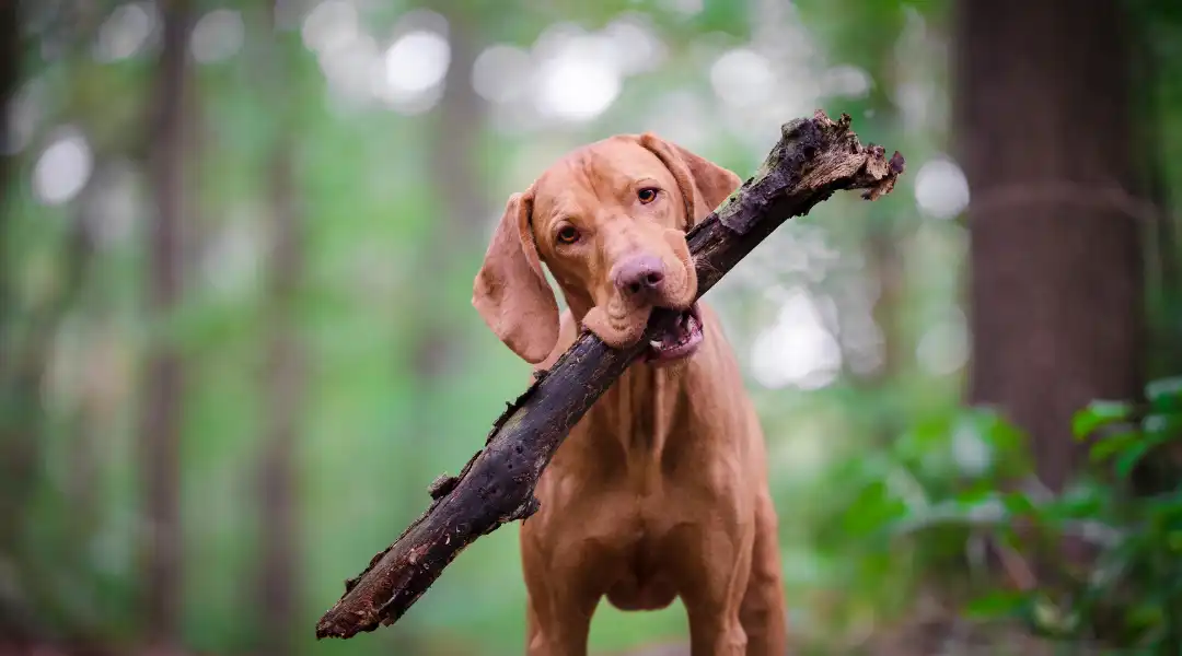 Brown dog in a forest carries a large branch in its mouth, looking at the camera.