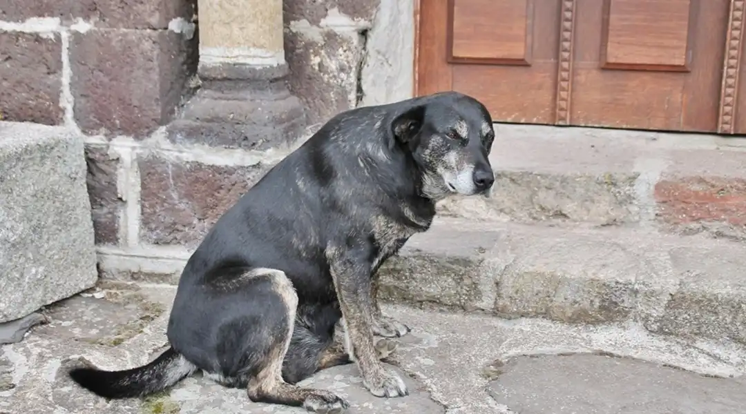 Medium-sized black and gray dog sitting on weathered stone steps in front of a wooden door, looking toward the camera.