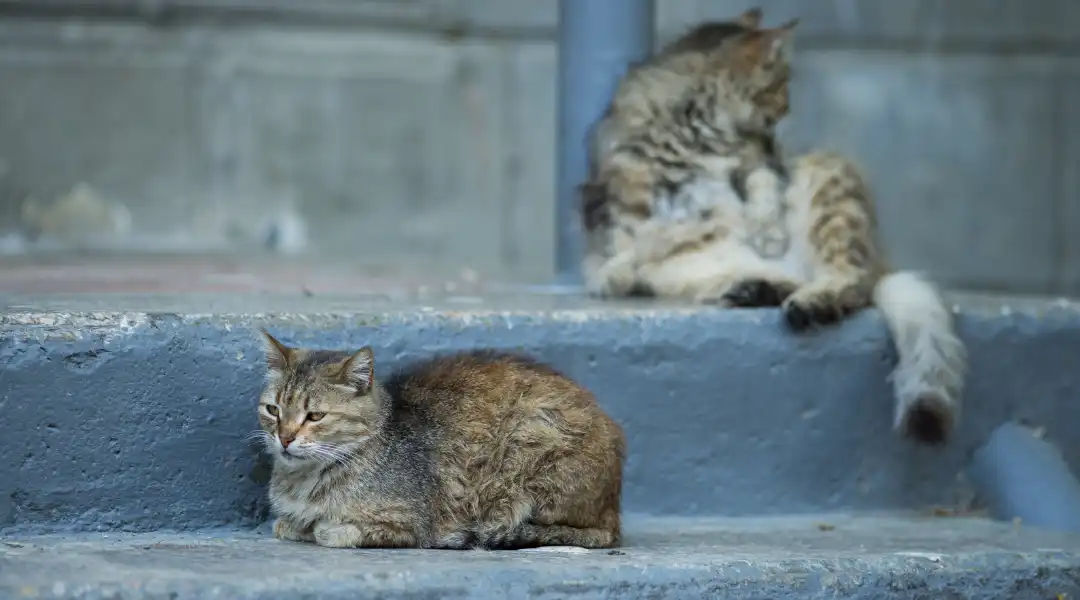 Two cats lounging on blue concrete steps; a tabby foreground cat and a second cat grooming in the background.