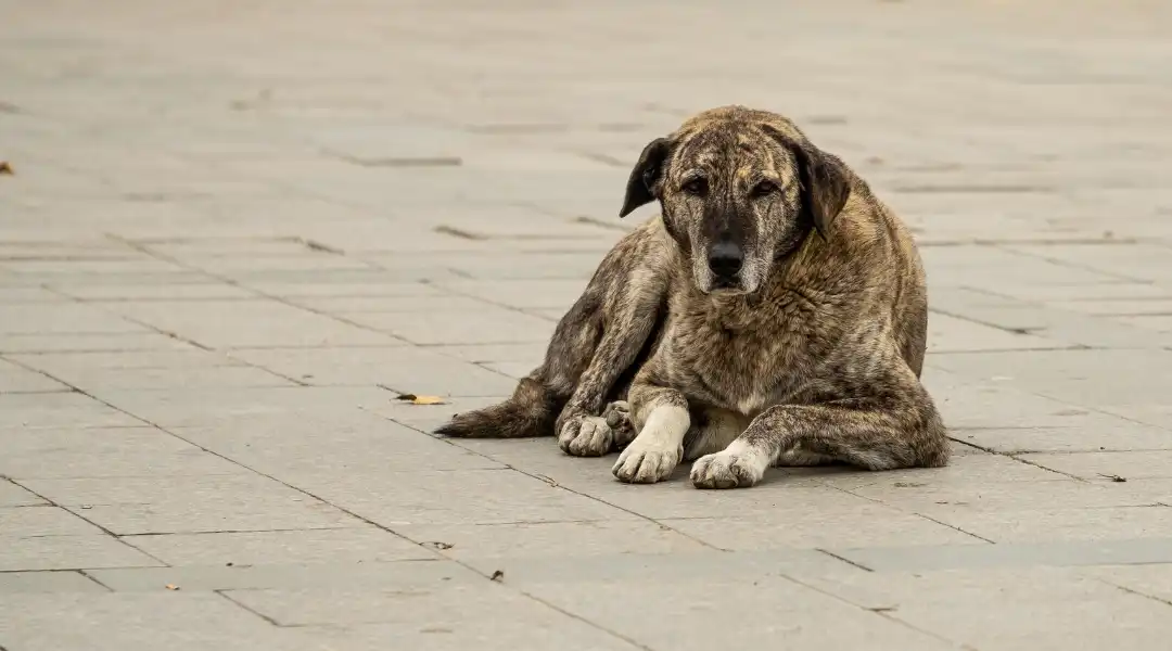Stray dog resting on a paved sidewalk, looking toward the camera.