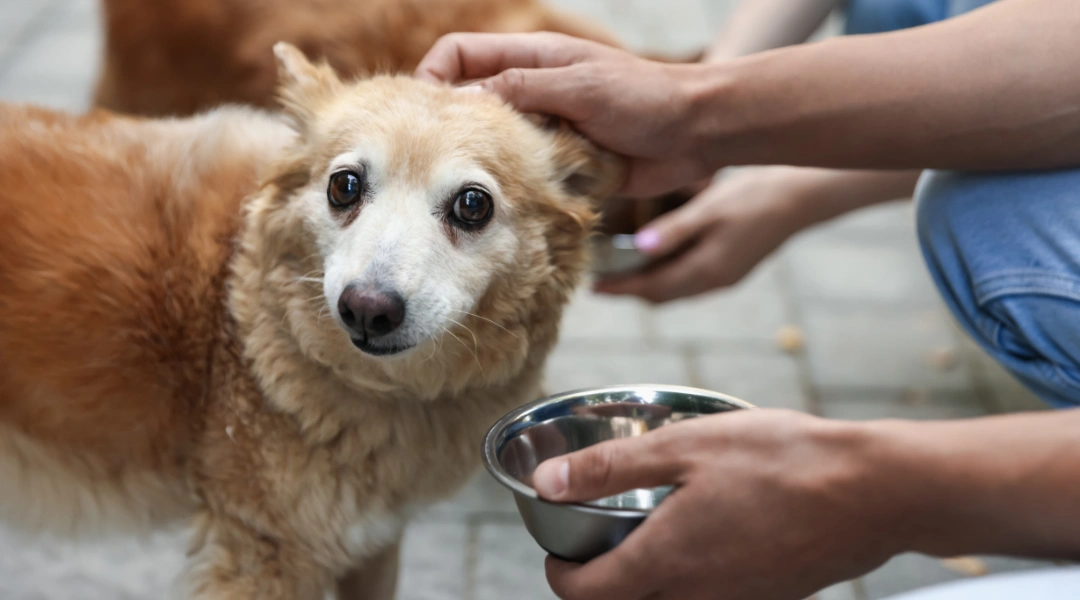 A person is affectionately petting a dog next to a bowl of food | The Pet Tap | The Pet Tap Golden-hued dog being gently petted by a person, with a stainless steel bowl in the foreground.