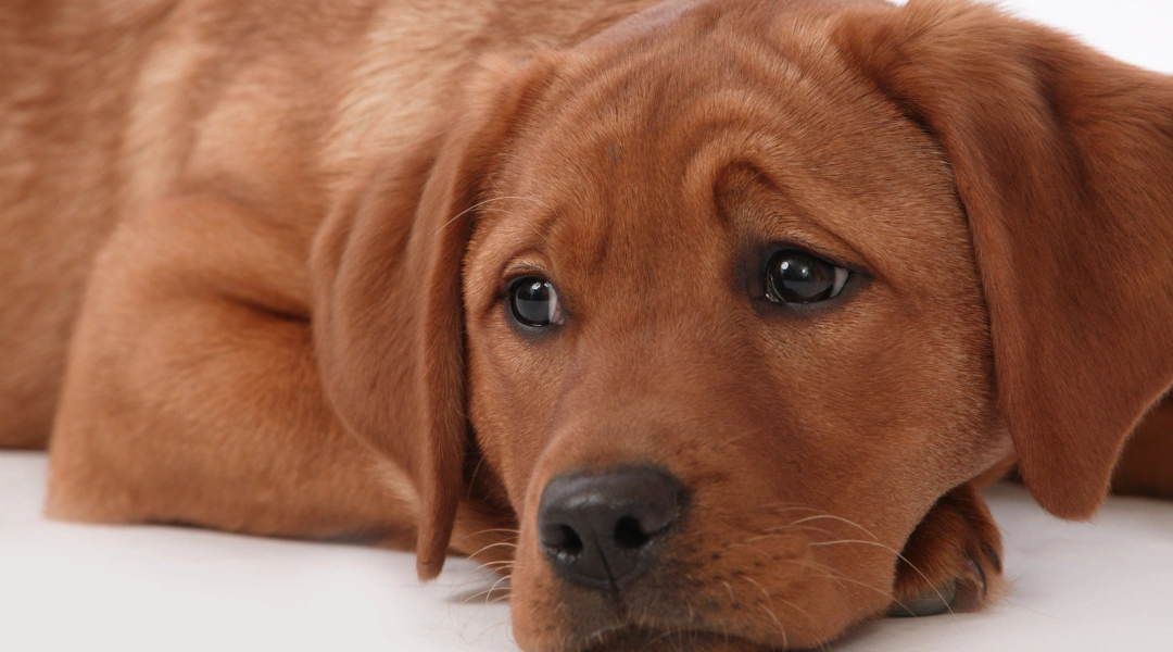 Close-up of a brown puppy lying down, gazing softly with sad eyes on a white surface.