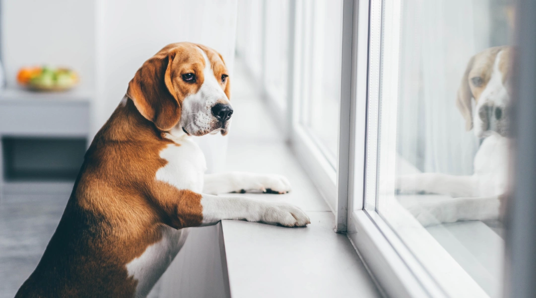 Beagle resting its paws on a windowsill and looking outside