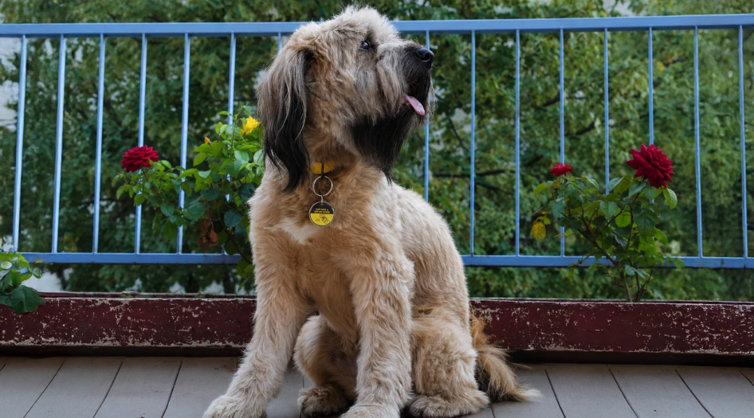 A dog sitting calmly on a wooden deck | The Pet Tap Fluffy brown dog sitting on a porch with a blue railing and red roses nearby, tongue out.