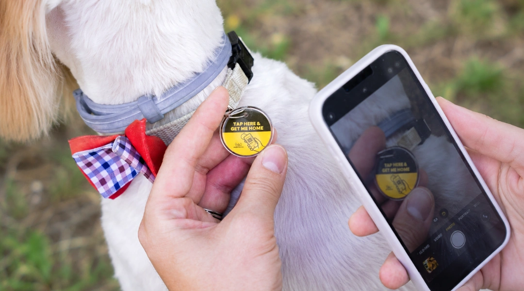A person holds a cell phone displaying a dog tag pinpet | The Pet Tap Close-up of a white dog with a blue collar and red plaid bow tie; a person scans a yellow circular tag on its collar with a smartphone.