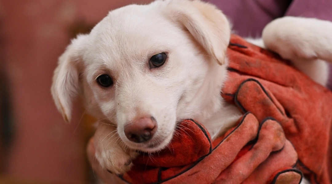 A white puppy is cradled in a persons arms | The Pet Tap White puppy wrapped in a red blanket, looking toward the camera