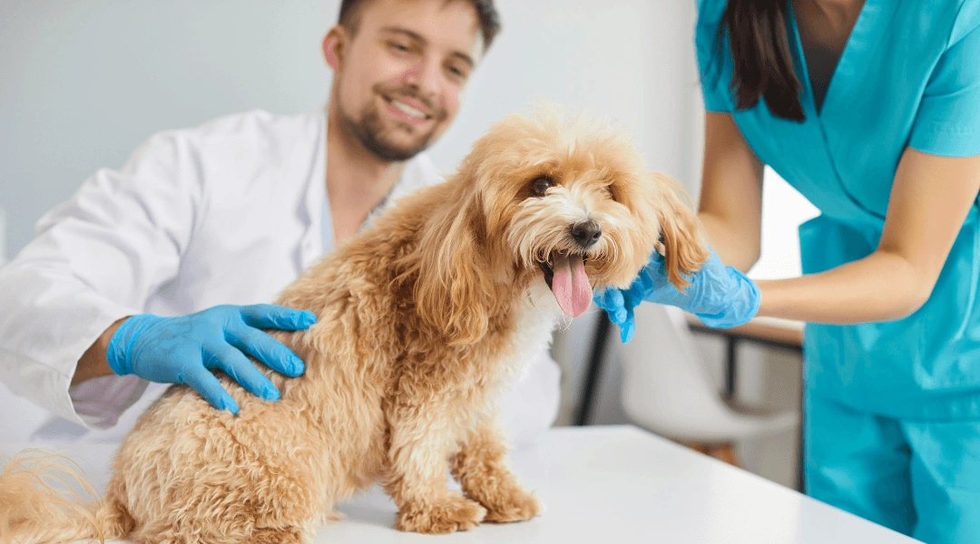 A woman and a man are closely examining a dog showing interest and curiosity in its behavior | The Pet Tap Small fluffy dog sits on an examination table, with a vet and assistant in blue gloves gently handling its neck, dog panting with tongue out.