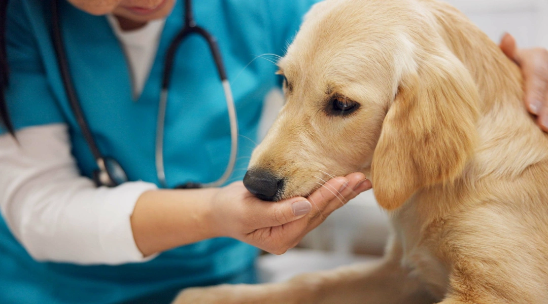 A woman gently pets a dog while holding a stethoscope suggesting a caring veterinary or medical context | The Pet Tap Veterinarian in teal scrubs gently holds a golden retriever puppy's paw for a checkup, with a stethoscope nearby.